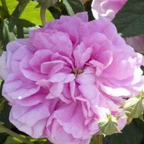 Ispahan Shrub Rose (Rosa Ispahan) 1